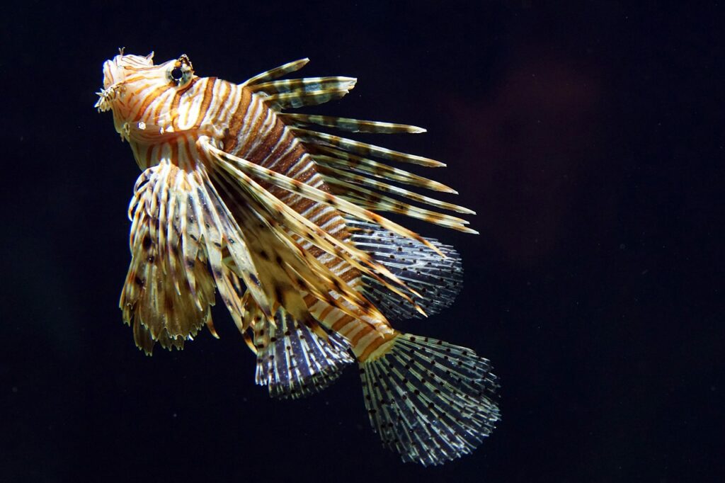 Lionfish Lionfish image from Pixabay